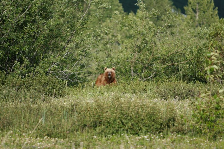 A Brown Bear emerges from the grasses outside of Haines